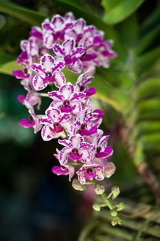 Purple orchid