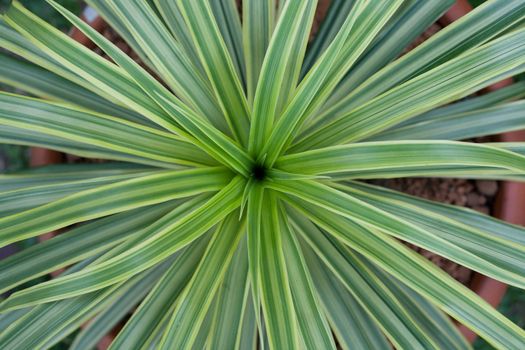 Green leaf background