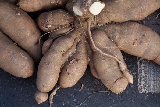 Cassava root