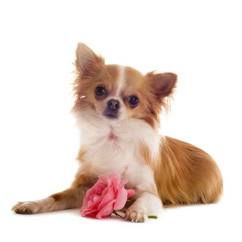 portrait of a cute purebred  chihuahua with rose in front of white background