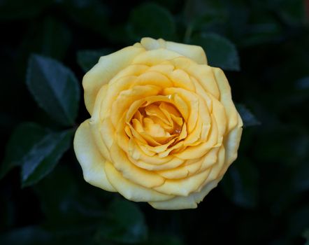 Yellow Rose
