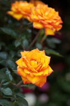 Orange rose