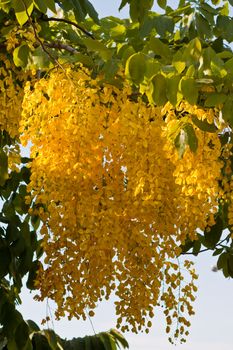 Flowers of Golden Shower Tree bloom in summer  