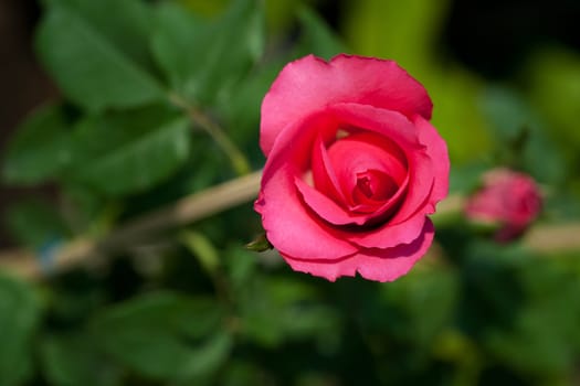 Pink rose