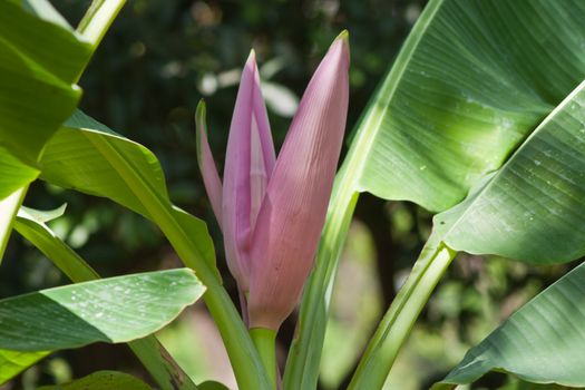 Banana flower 