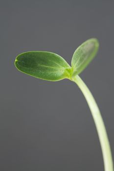 Watermelon Seedling