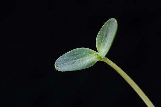 Watermelon Seedling