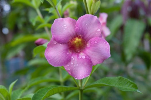 Allamanda flowers