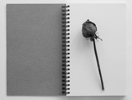 Dried rose on an open  book