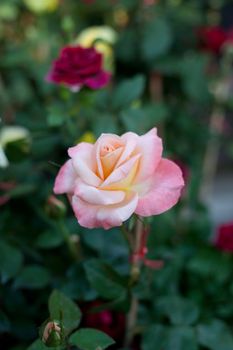 Pink Rose