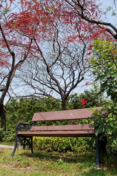 Park with red flower tree