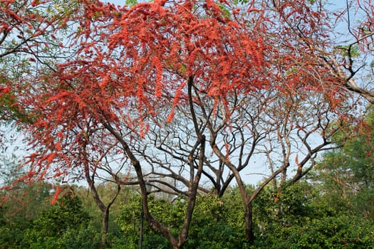 Park with red flower tree