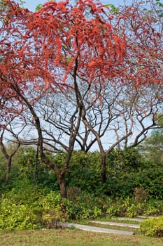 Park with red flower tree