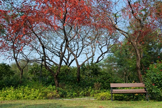 Park with red flower tree