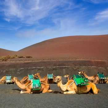 Camel in Lanzarote in timanfaya fire mountains at Canary Islands