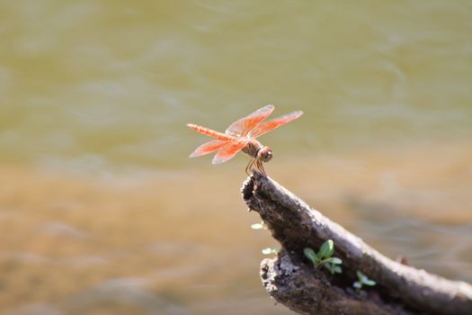 dragonfly Waterfront