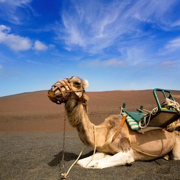 Camel in Lanzarote in timanfaya fire mountains at Canary Islands