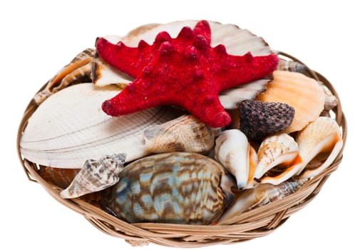 Seashells shot in studio on a white background.