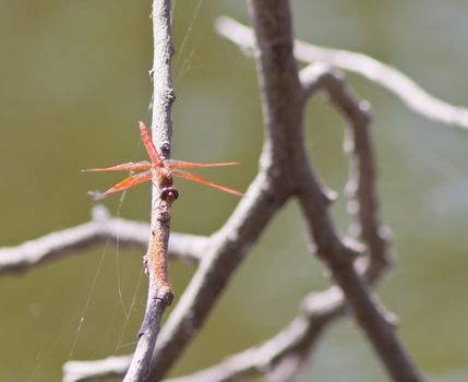 dragonfly Waterfront