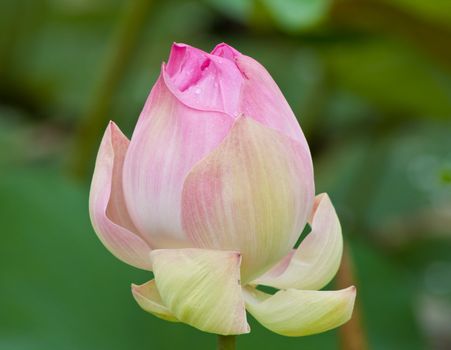 beautiful lotus with water 