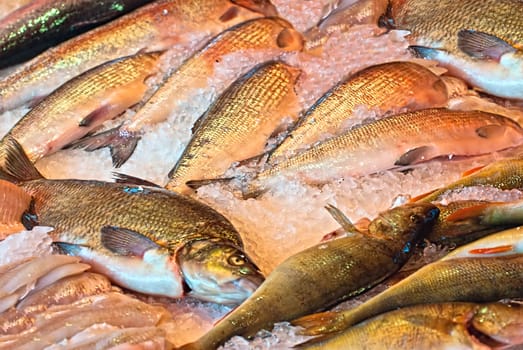 Freshwater fish in the central market of the city of Helsinki. Finland.