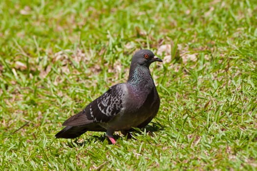 Pigeon 