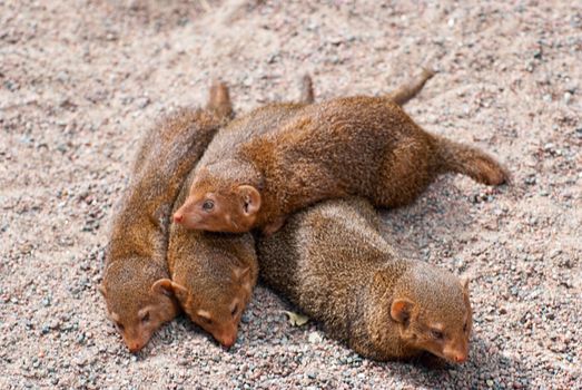 Flock mongoose on vacation.