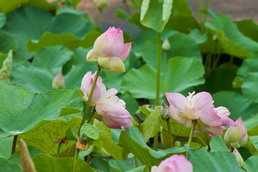 beautiful lotus with water 