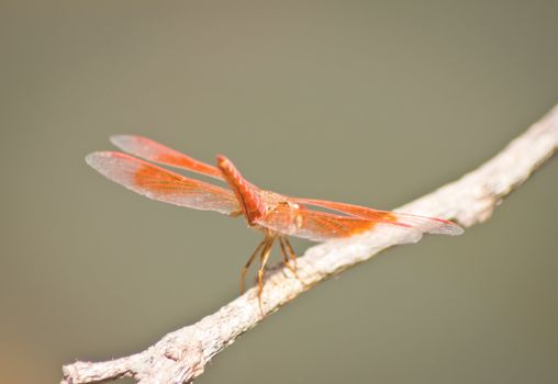 dragonfly Waterfront