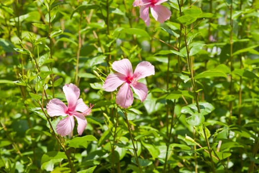 hibiscus  Flower