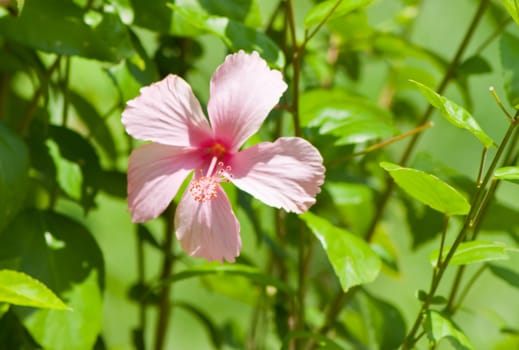 hibiscus  Flower