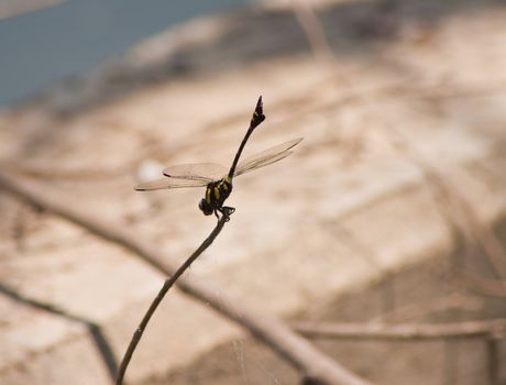 dragonfly Waterfront