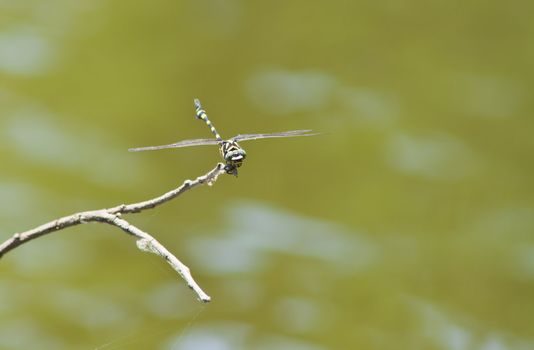 dragonfly Waterfront