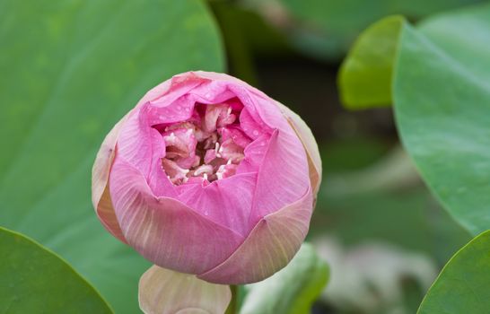 beautiful lotus with water 