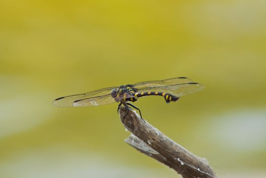 dragonfly Waterfront