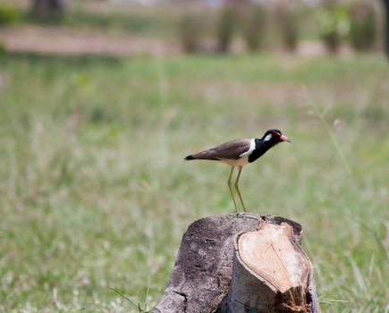 A beautiful  bird on a bright sunny summer day 