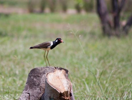 A beautiful  bird on a bright sunny summer day 