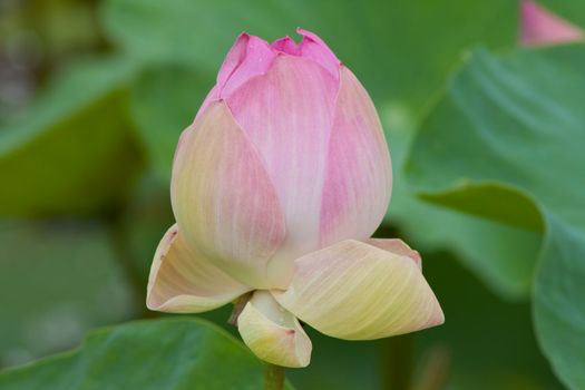 beautiful lotus with water 