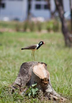 A beautiful  bird on a bright sunny summer day 