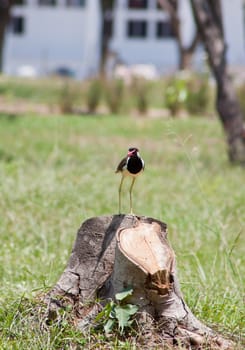 A beautiful  bird on a bright sunny summer day 