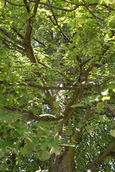 Old linden tree - view from below into sunlight and blue sky in autumn