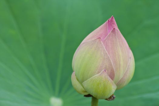 beautiful lotus with water 