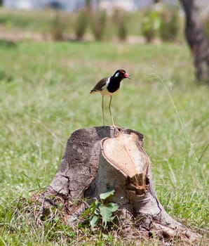 A beautiful  bird on a bright sunny summer day 