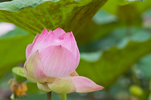 beautiful lotus with water 