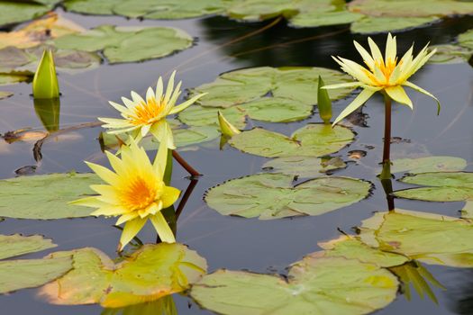 beautiful lotus with water 