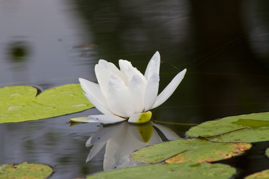 beautiful lotus with water 