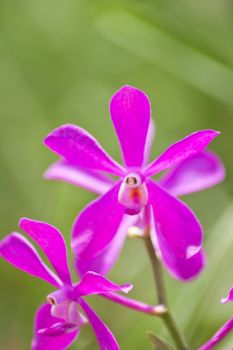 Beautiful orchid