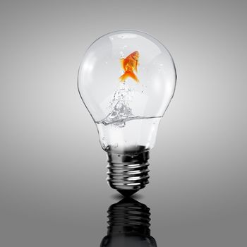 Gold fish in water inside an electric light bulb