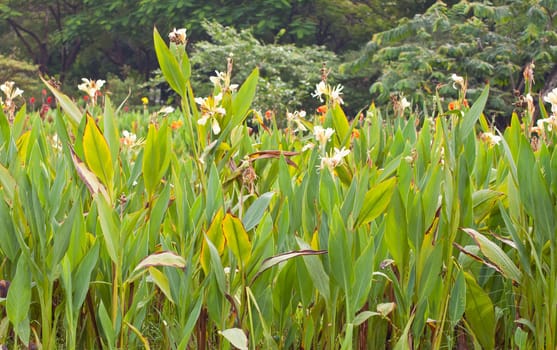 canna flower in nature. 