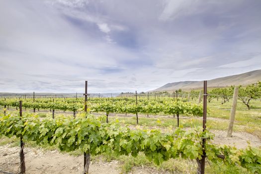 Winery Vineyard in Maryhill Stonehenge Washington State Along Columbia River Gorge Landscape